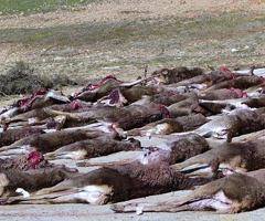  El precio de la carne de caza caerá en picado
